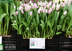 Tulipa Flaming Flag ® (1)